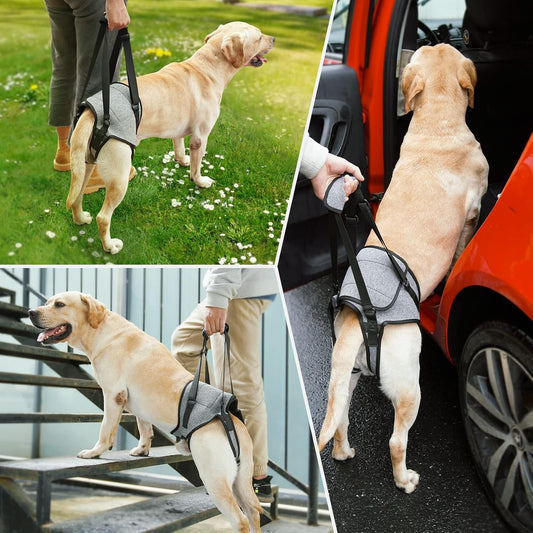 Supportive Strap for Elderly Dogs