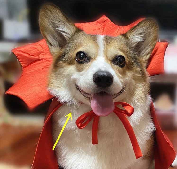 Halloween Pet Costume Cape Vampire King